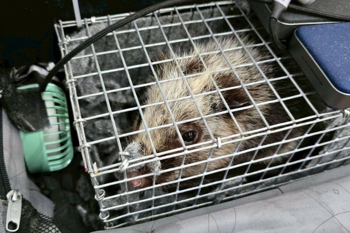 เปิดโปงขบวนการลอบขนสัตว์ป่าข้ามชาติ!  ศุลกากร–กรมอุทยานฯ สกัดจับคาสุวรรณภูมิ พบสัตว์ป่ามีชีวิตซุกกระเป๋าผู้โดยสาร